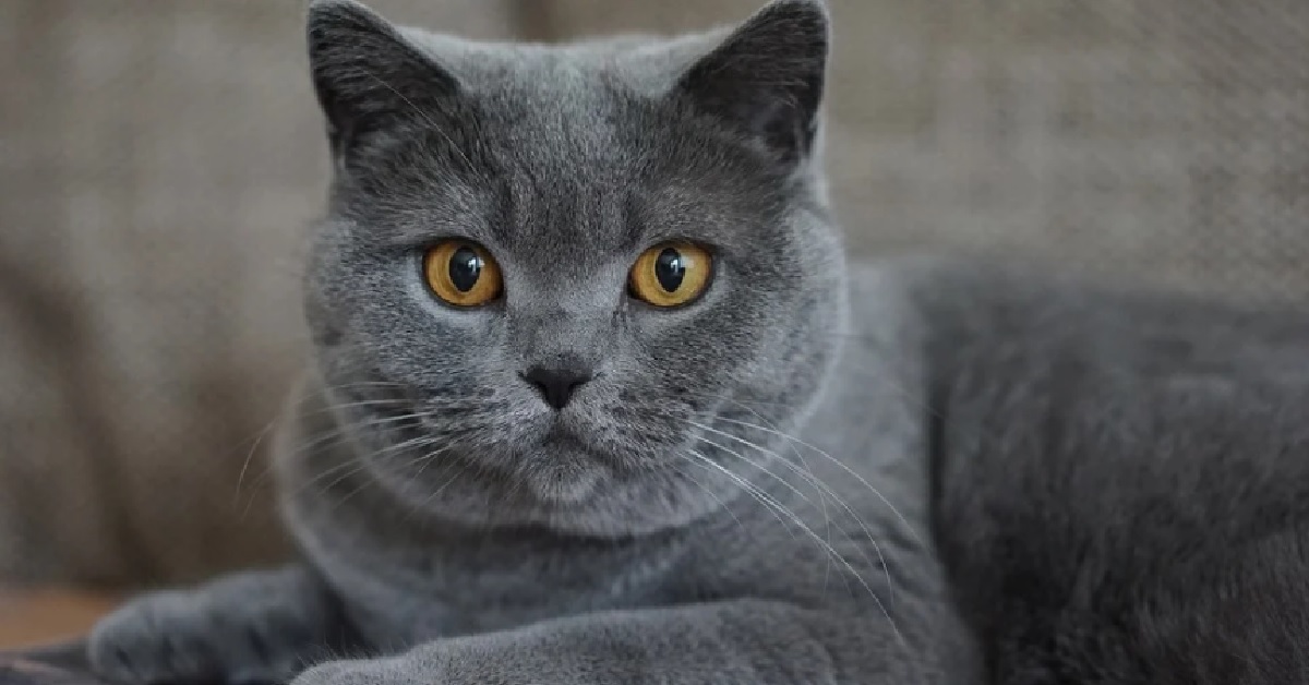 Il gattino Certosino è vittima dello scherzo di papà, dal video capiamo l’entità del trucco