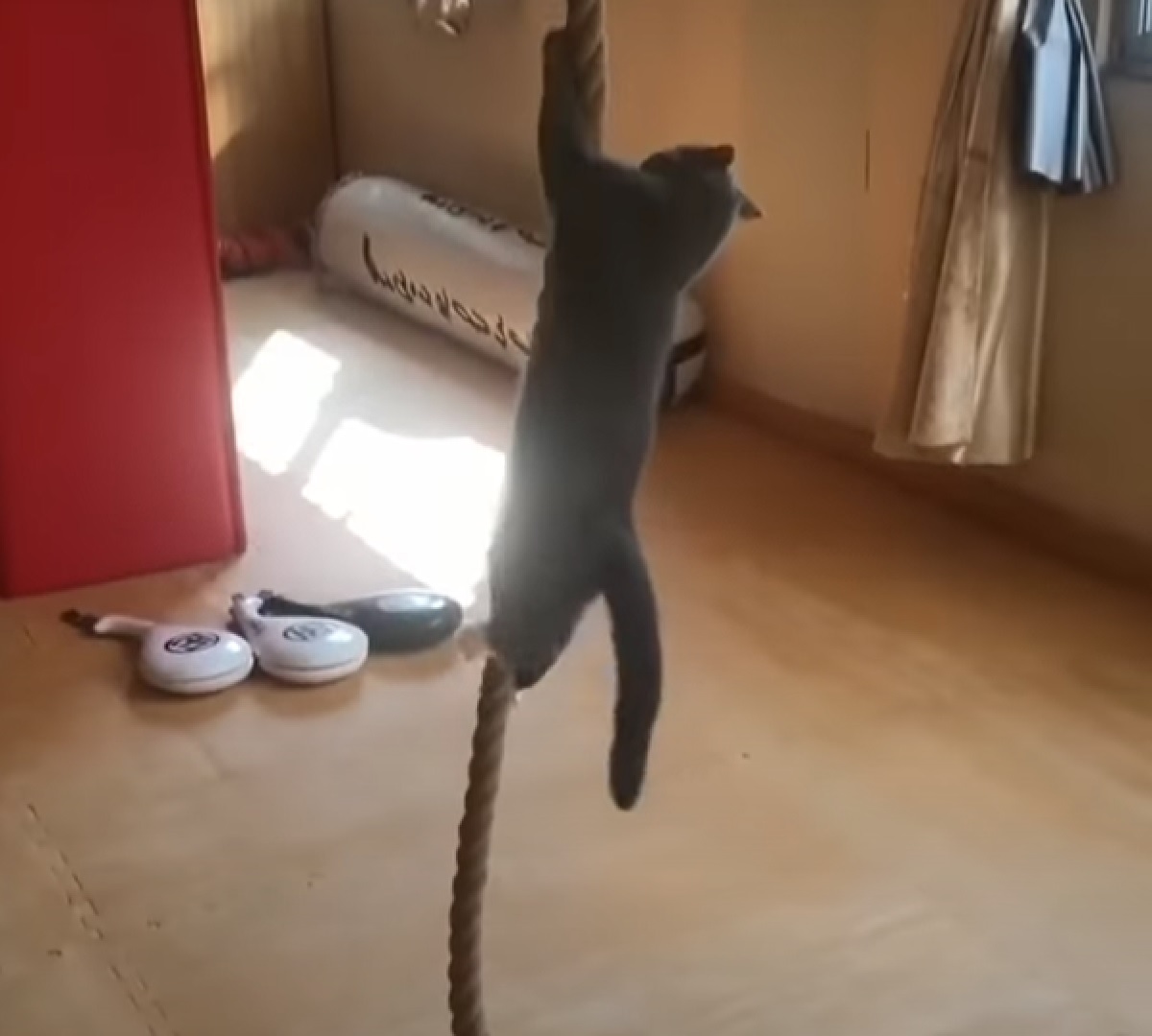 gattino certosino vuole arrampicarsi su una corda