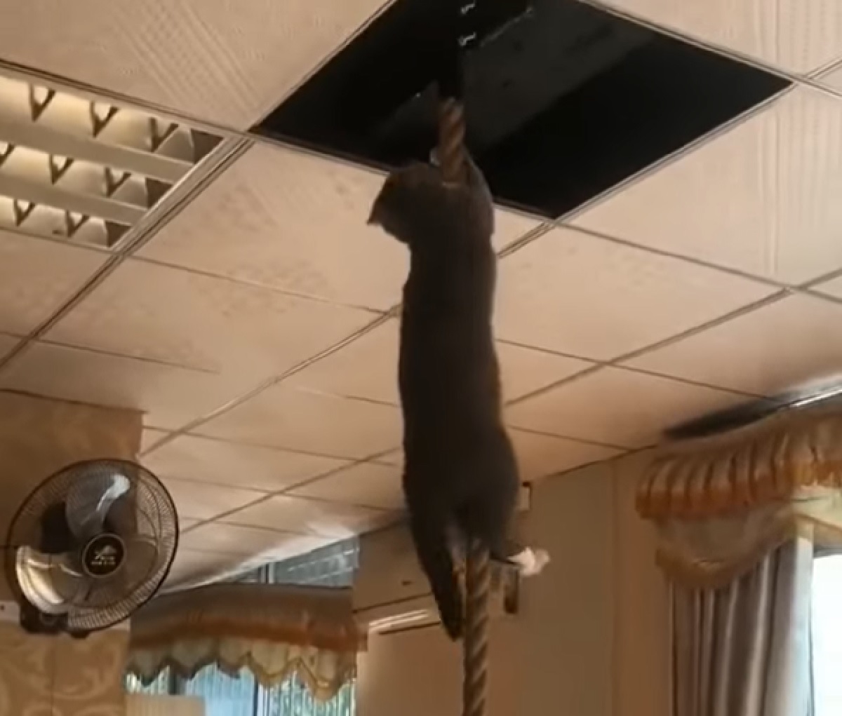 gattino certosino raggiunge soffitta