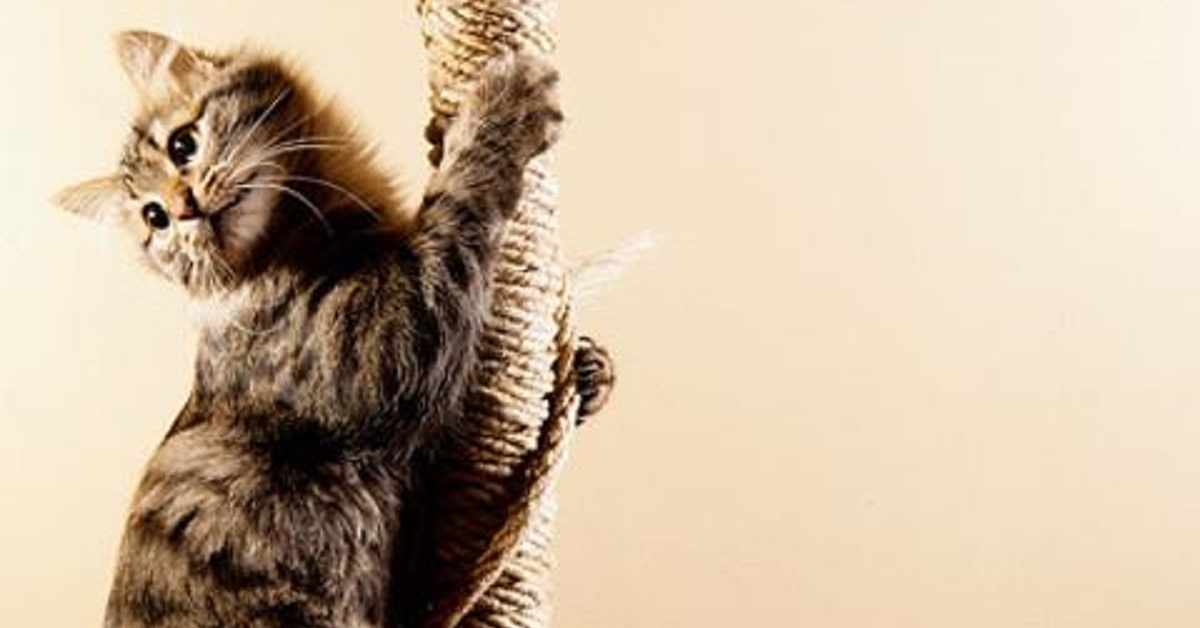 Il gattino Certosino si arrampica su una corda, il gesto nel video è a dir poco strabiliante