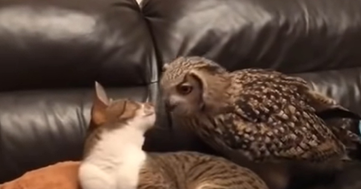 Il gattino condivide una splendida amicizia con un gufo, la dolcezza del video vi scalderà il cuore