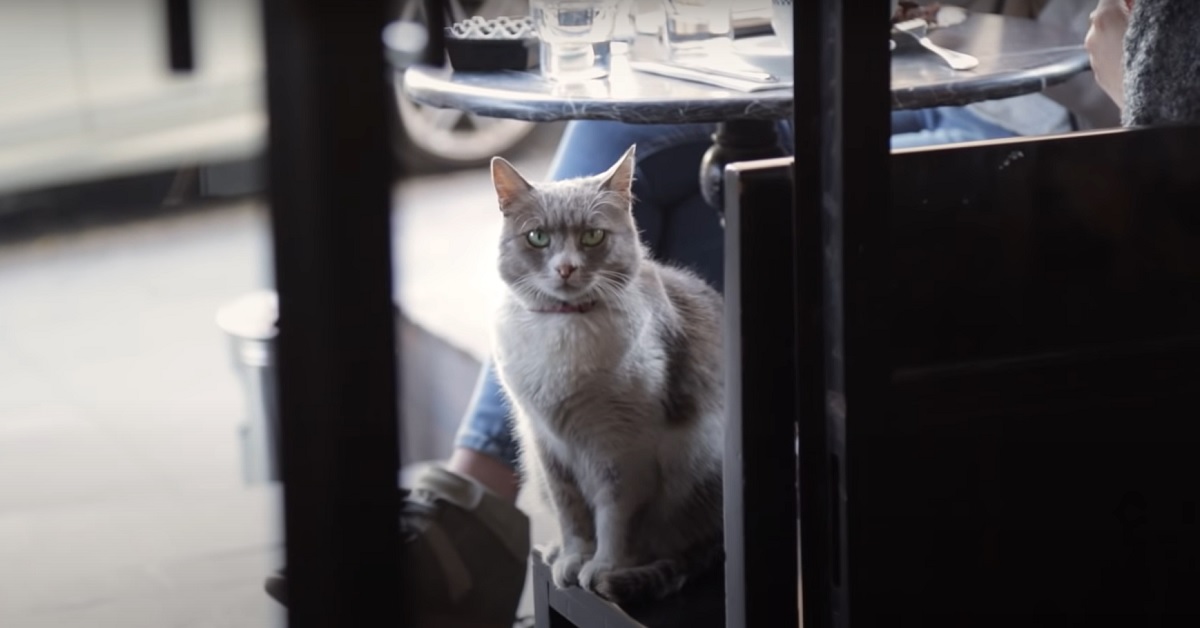 Il gattino di strada conquista la rete con la sua perfetta educazione, il video vi stupirà