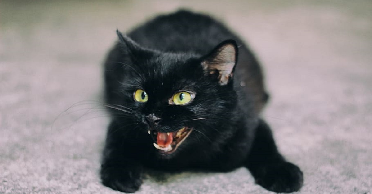 Il gattino è impaurito e si prepara ad attaccare, un curioso gesto nel video, però, lo riesce a calmare