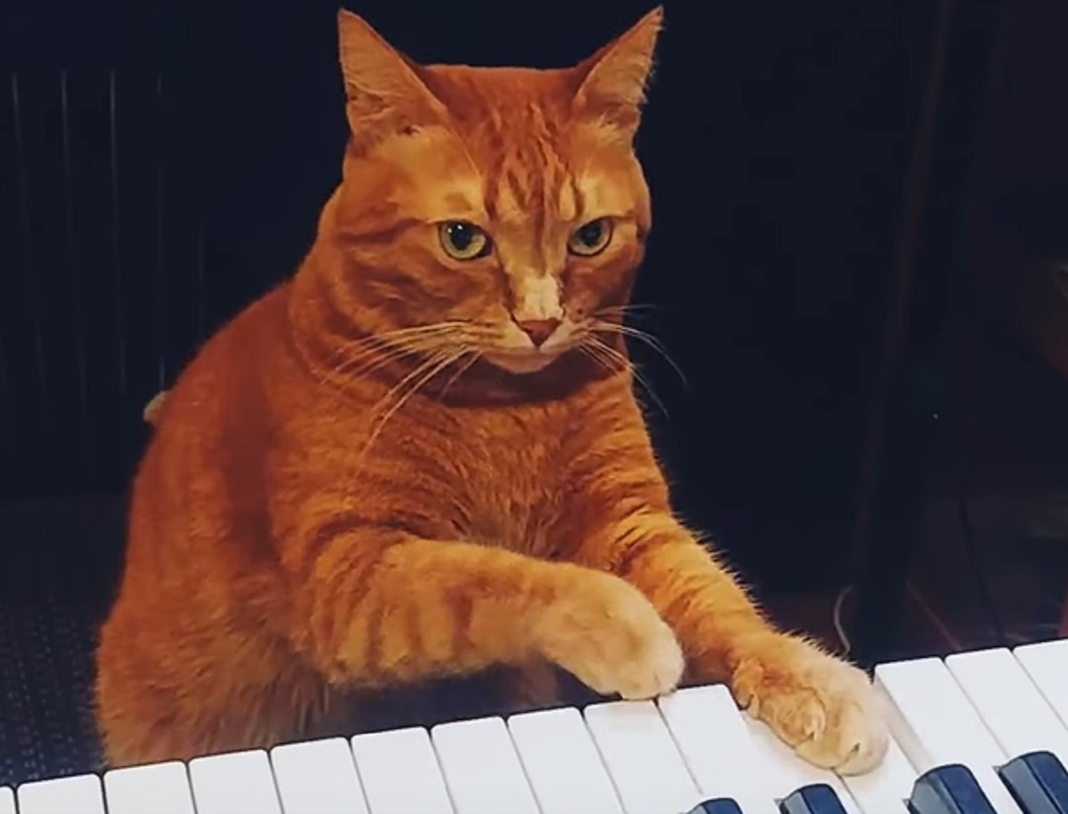 gatto musica tasti