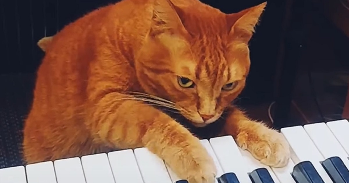 Il gattino è in grado di suonare il pianoforte, il suo talento in video vi lascerà senza parole