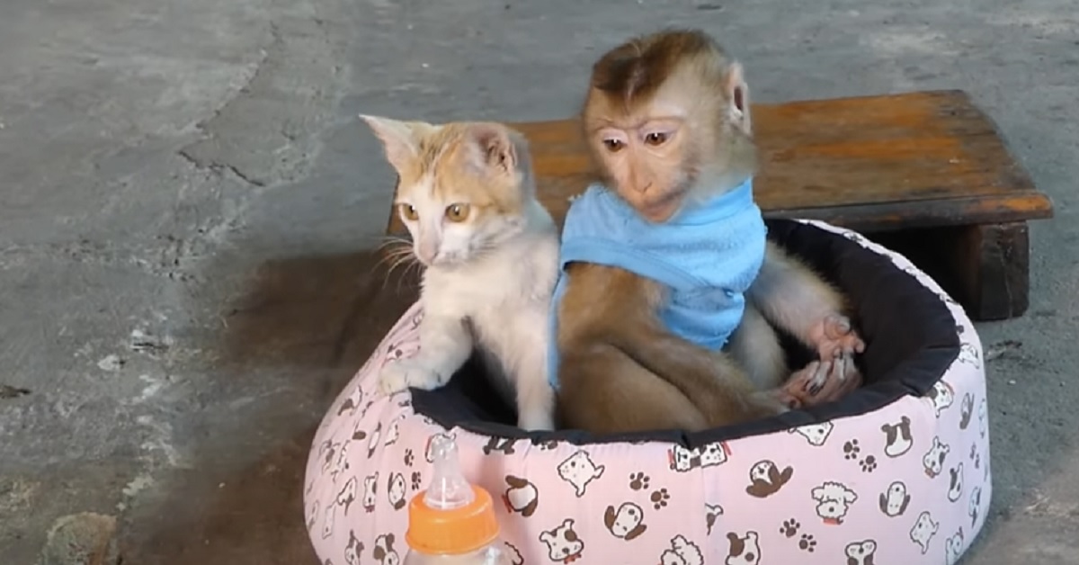 Il gattino e la scimmietta sono amici per la pelle, i due nel video fanno qualcosa di meraviglioso