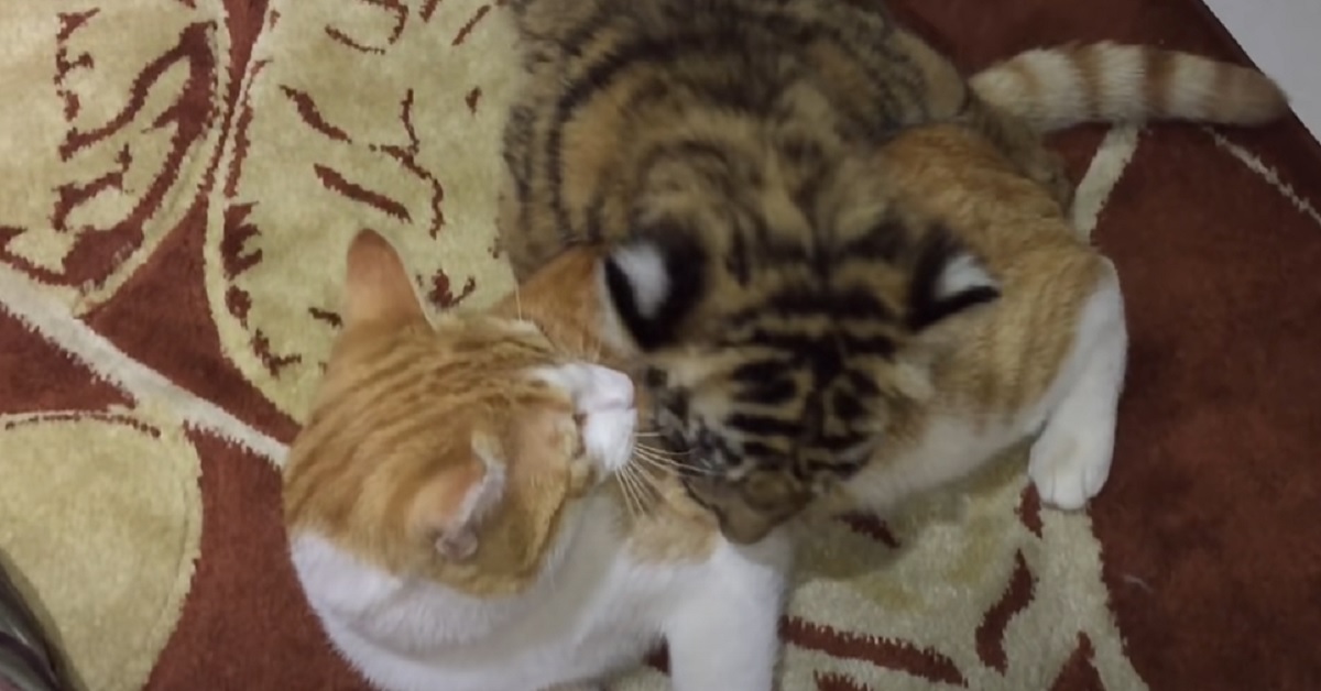 Il gattino ed il tigrotto giocano assieme, la scena registrata in video è di una dolcezza unica