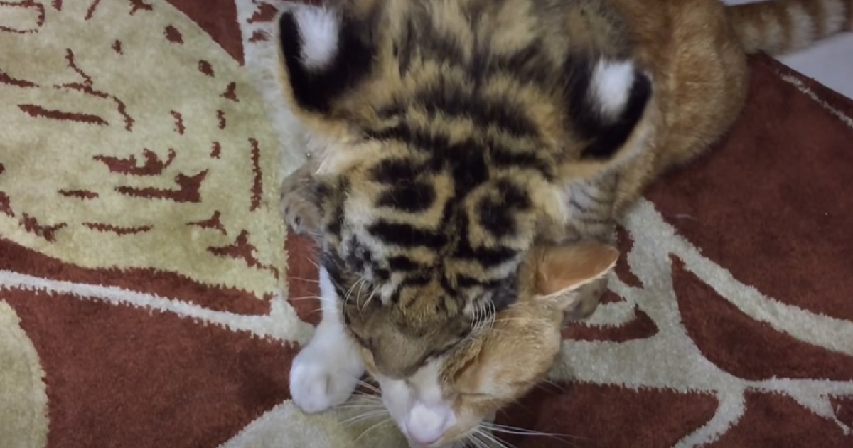 giocare tigre micio