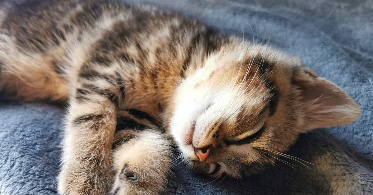 Il gattino emette “strani” versi mentre dorme, un microfono nel video lo conferma