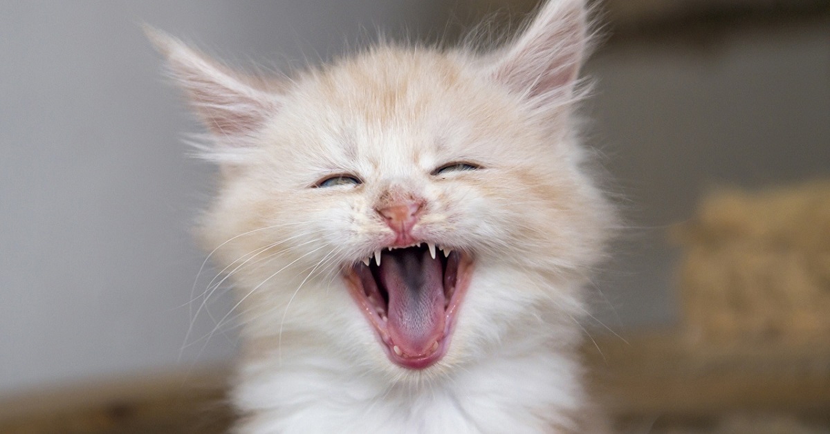Il gattino europeo canta quando viene accarezzato, il video sarà una gioia per le vostre orecchie