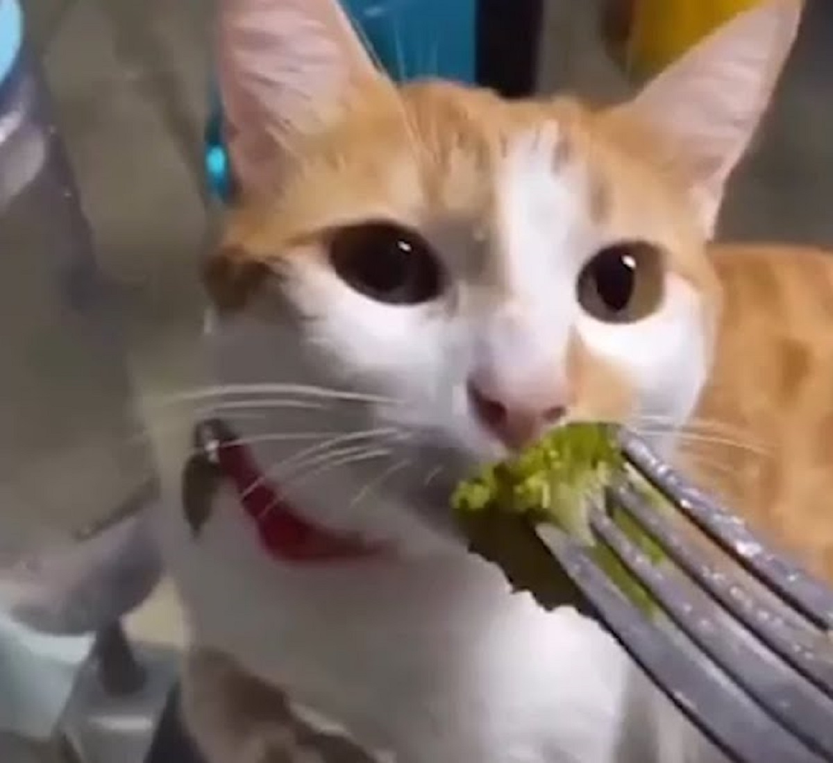gattino sfida broccoli mamma