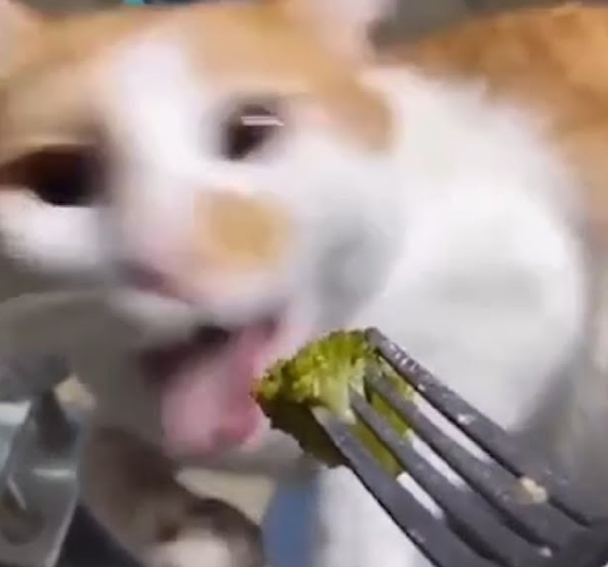 gattino reazione annusa broccoli