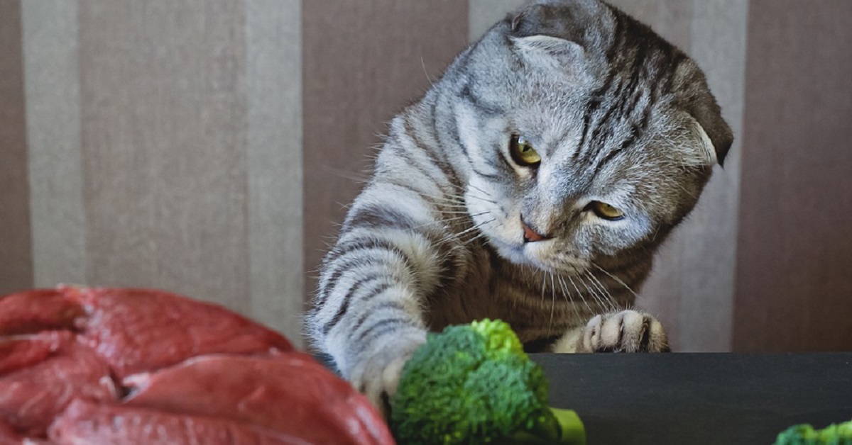 Il gattino europeo non ama particolarmente i broccoli, il video è irresistibile
