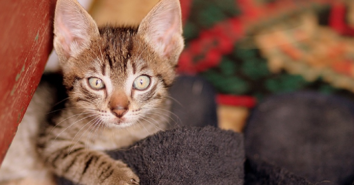 Il gattino europeo non sopporta i versi del papà, la sua reazione in video è favolosa