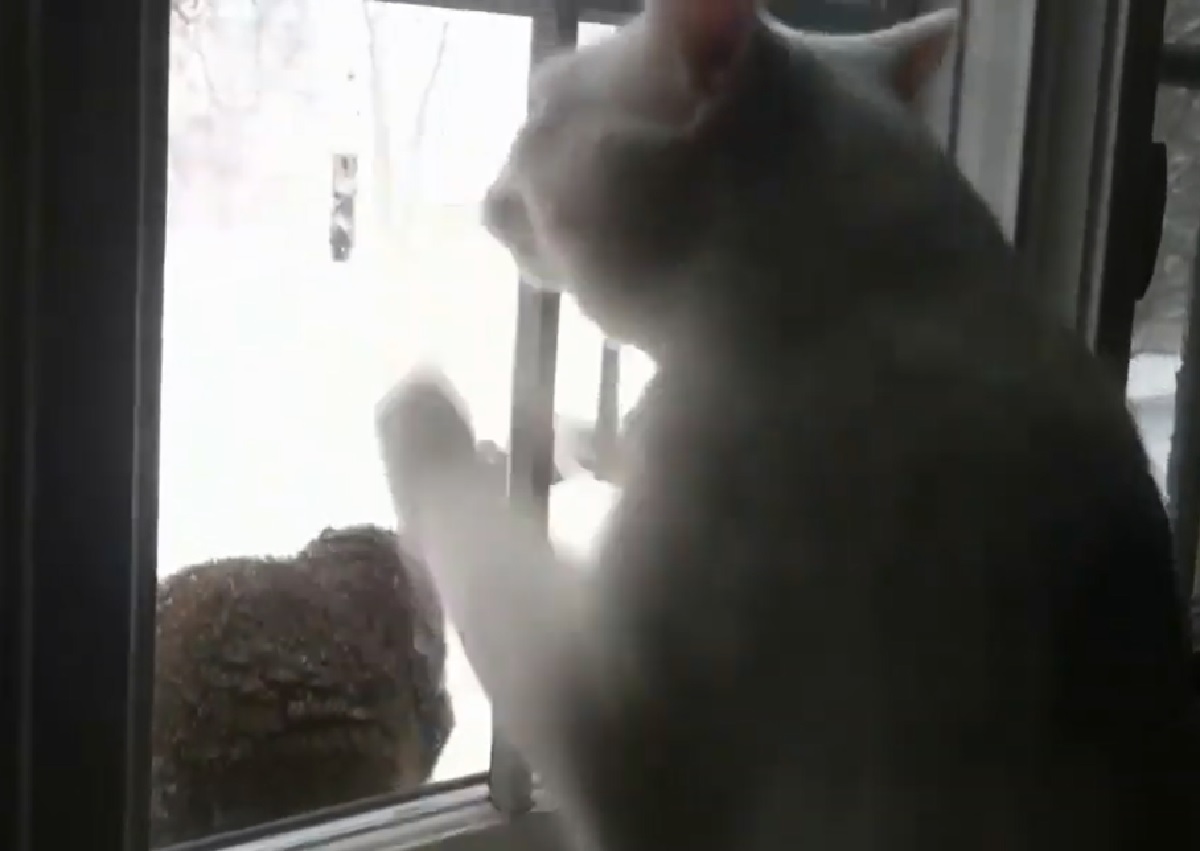 gattino bianco guarda fuori finestra