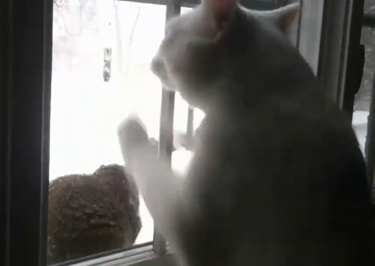 gattino bianco guarda fuori finestra