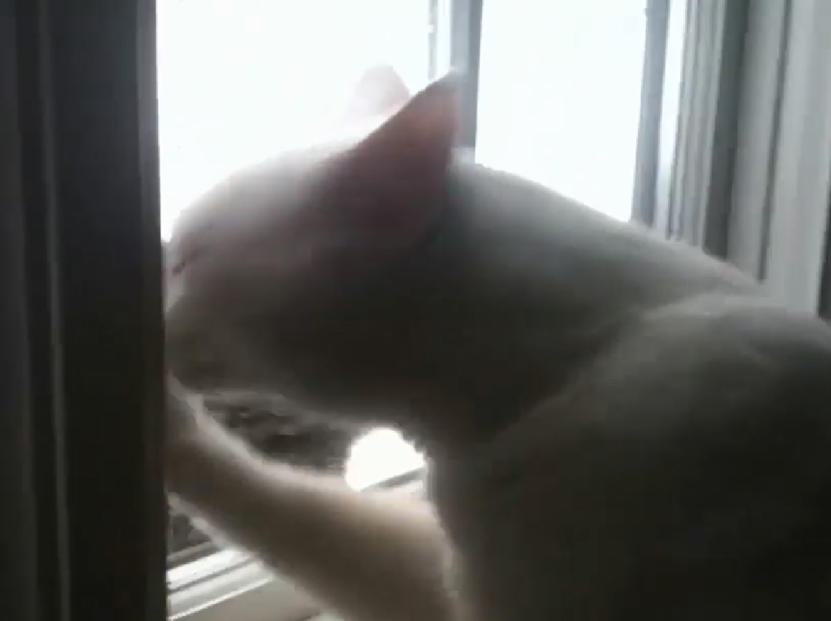 gattino cerca di spaccare finestra