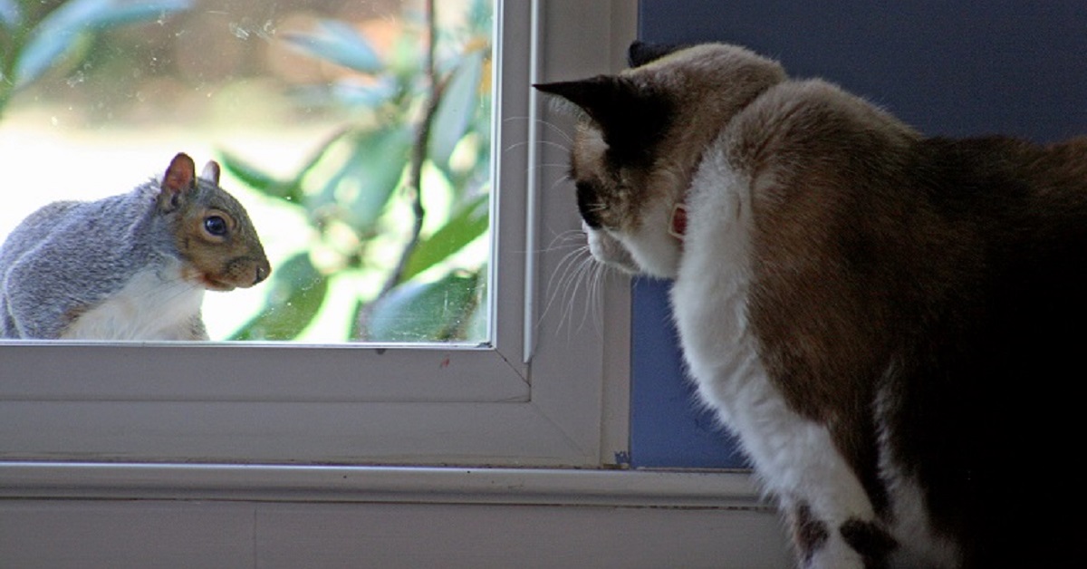 Il gattino europeo nota lo scoiattolo fuori la finestra, il video che finisce sul web fa impazzire tutti