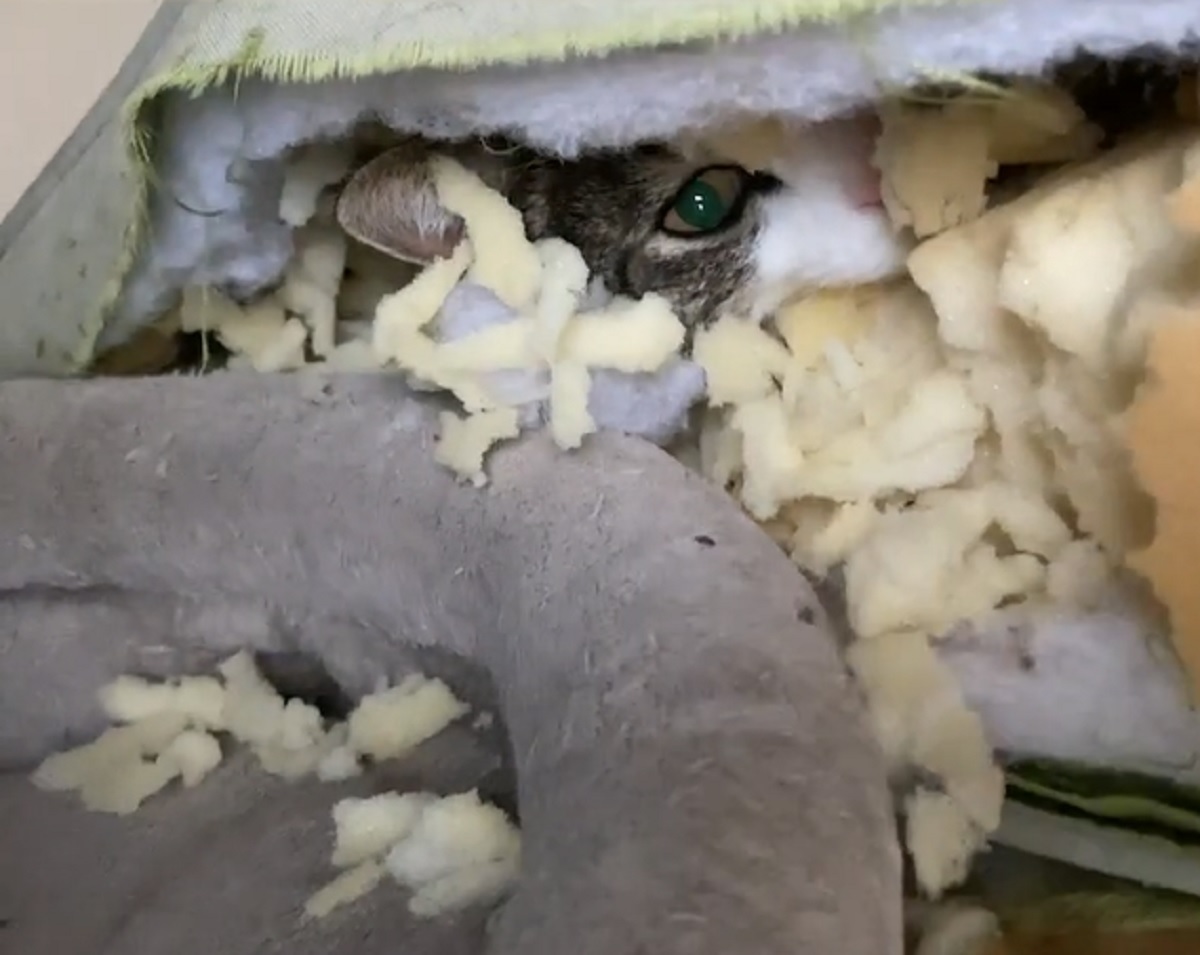 echo gattino riesce ad entrare materasso