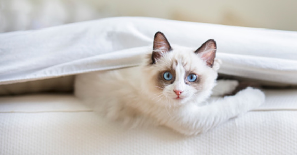 Il gattino europeo prende di mira il materasso di papà, nel video la geniale idea