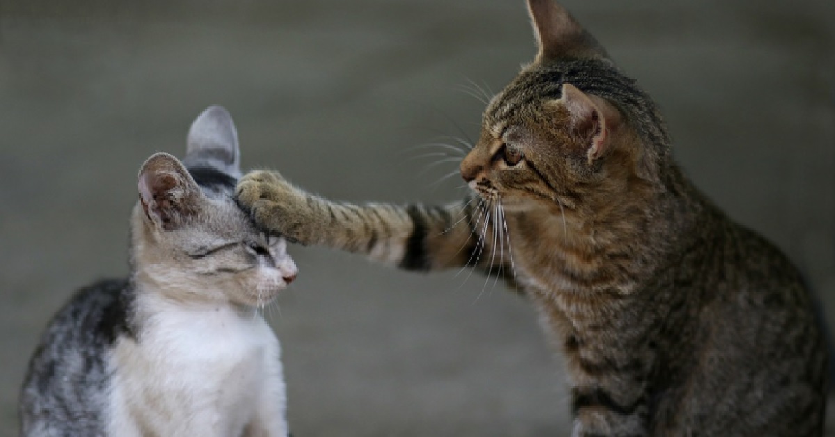 Il gattino europeo tende un agguato al fratellino, lo scherzo del secolo in video