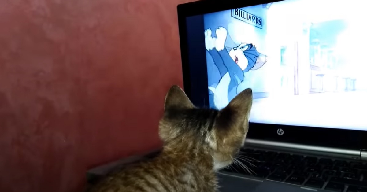 Il gattino guarda il cartone animato Tom & Jerry, l’irresistibile video conquista gli utenti