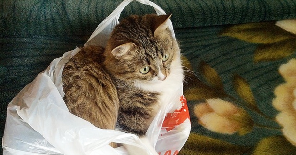 Il gattino ha un amore sconsiderato per le buste di plastica, nel video il suo tenero modo di divertirsi