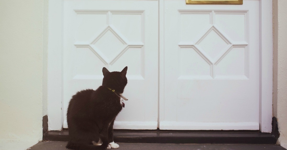 Il gattino ha un metodo decisamente geniale per bussare alla porta, il video vi lascerà di stucco