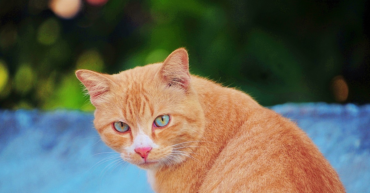 Il gattino reagisce in modo singolare appena sente il suono del videogioco Super Mario, il video è irresistibile