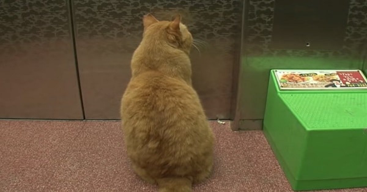 Il gattino intelligente è in grado di prendere l’ascensore e rientrare in casa da solo, il video conquista la rete