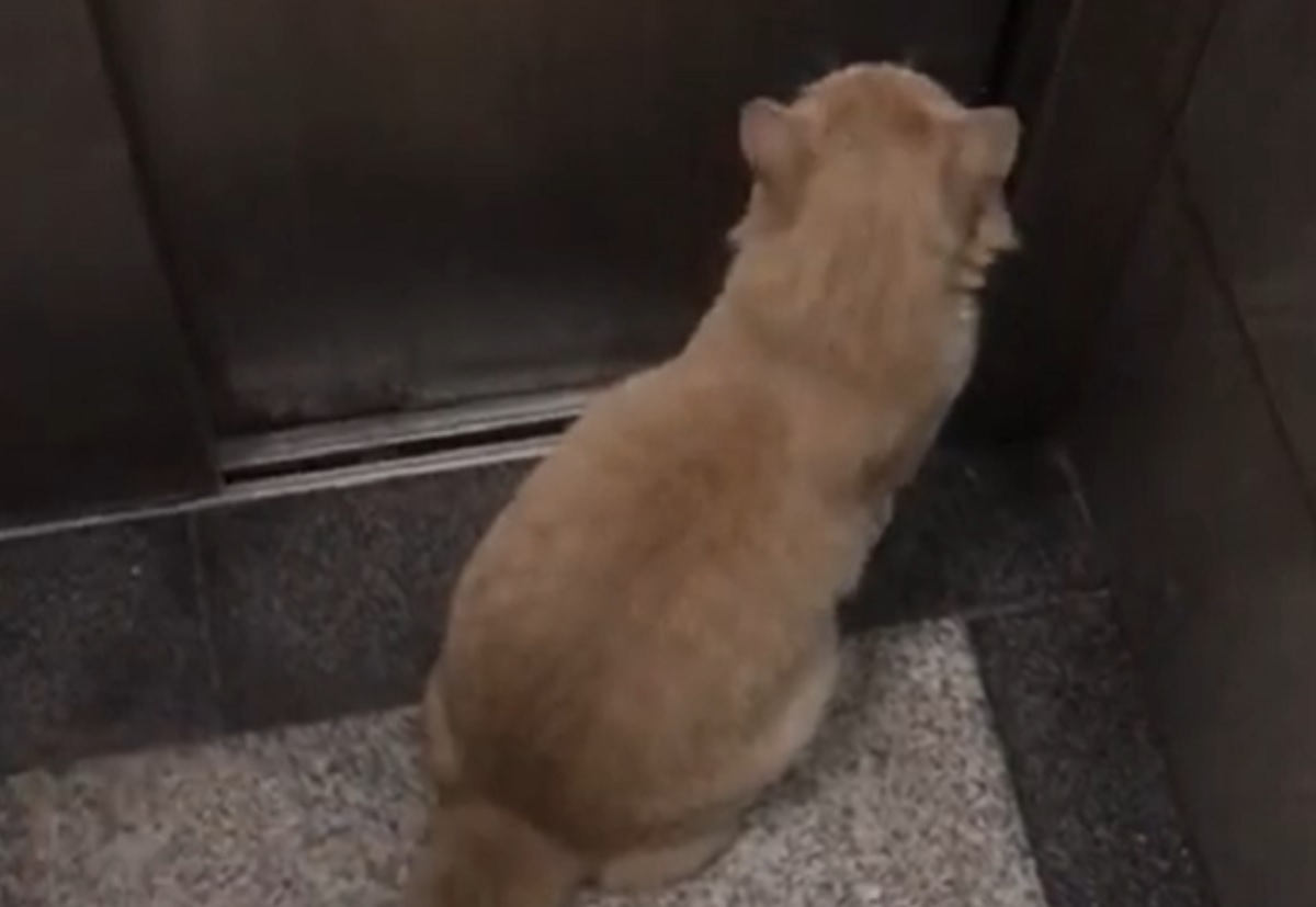 ascensore gatto casa