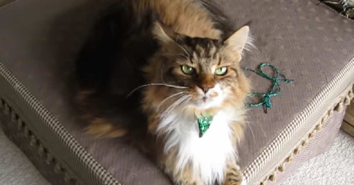 Il gattino Maine Coon canta insieme alla proprietaria, tutto il suo talento nel video