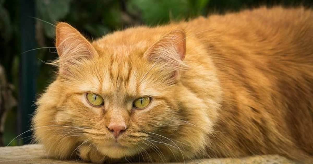 Il gattino Maine Coon si fa coccolare dal papà, quest’ultimo registra in video qualcosa di strepitoso