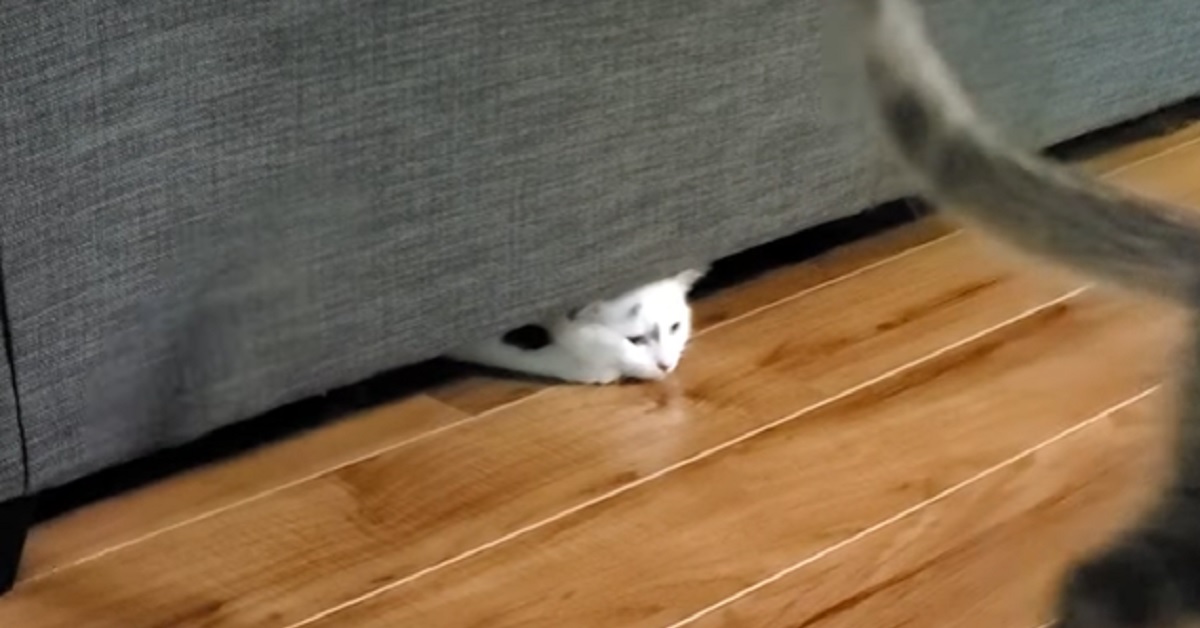 Il gattino nascosto tende un’imboscata al suo fratellino, il video mostra una scena esilarante