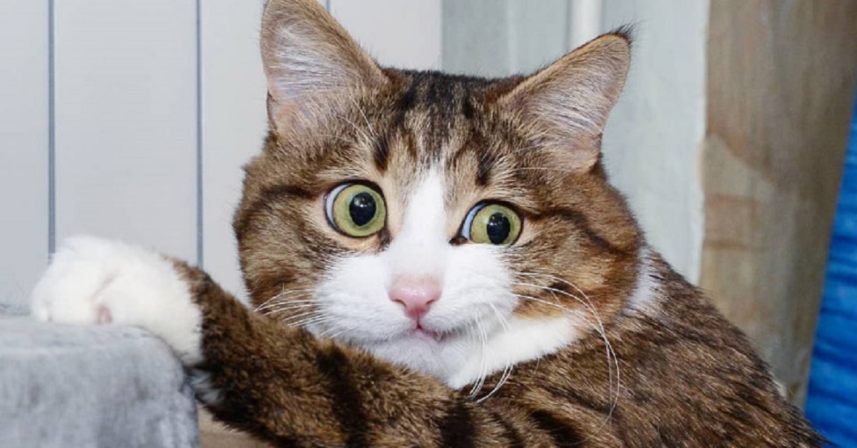 Il gattino non ama affatto il profumo di lavanda, nel video ce lo fa capire chiaramente