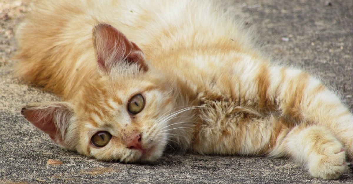 Il gattino passa dalla strada alla classe, lo studente che lo salva registra il video della vicenda