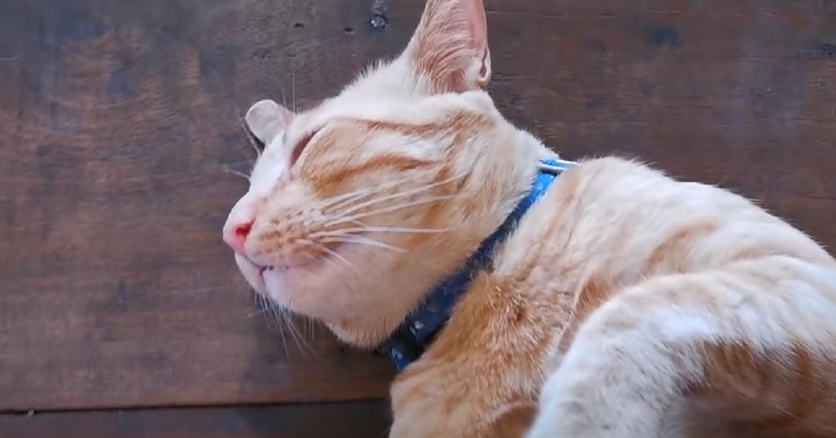 Il gattino pigro si addormenta nel luogo più insolito di sempre, tutta la bizzarra scena in video