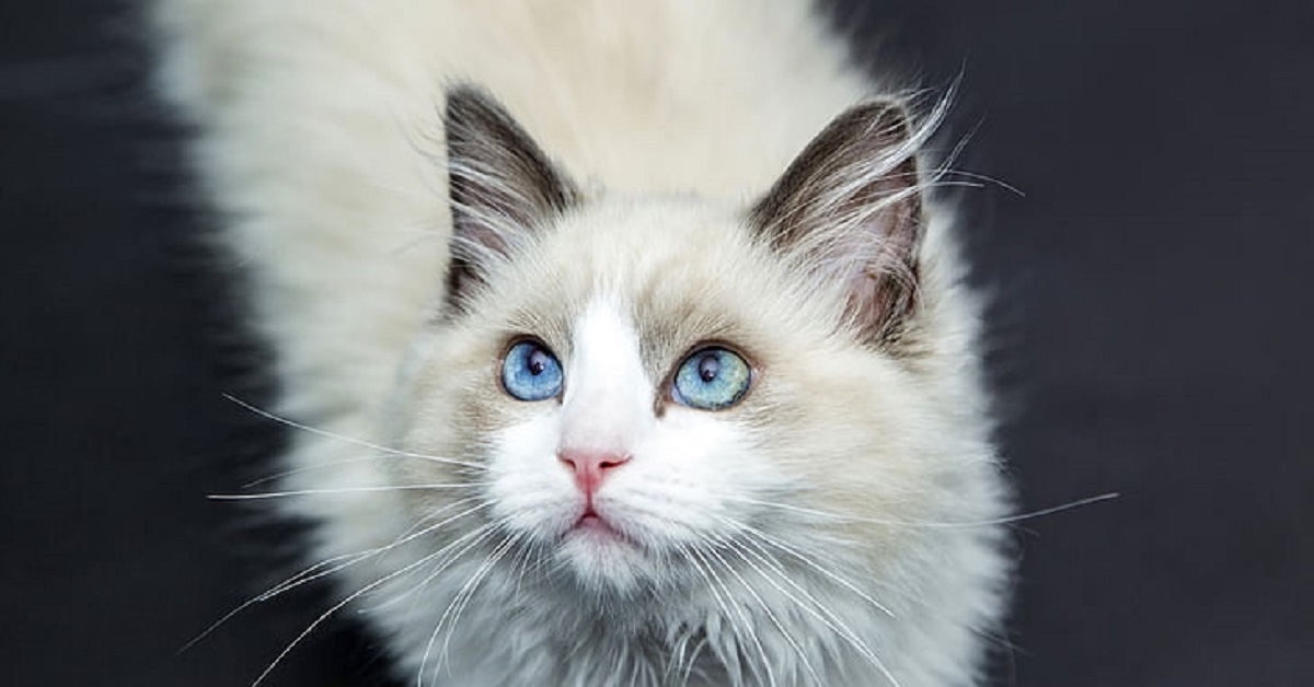 Il gattino Ragdoll vede tornare a casa il papà militare, la sua reazione in video è fantastica