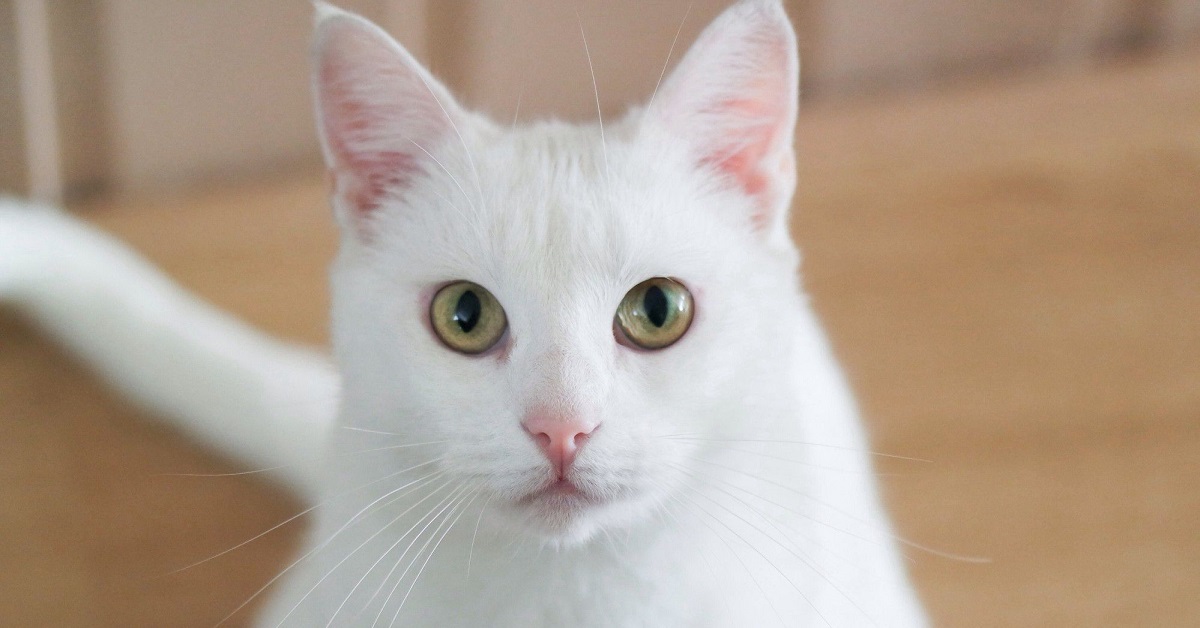 Il gattino Ramses non sopporta le canzoni del proprietario, lo capiamo benissimo dal video