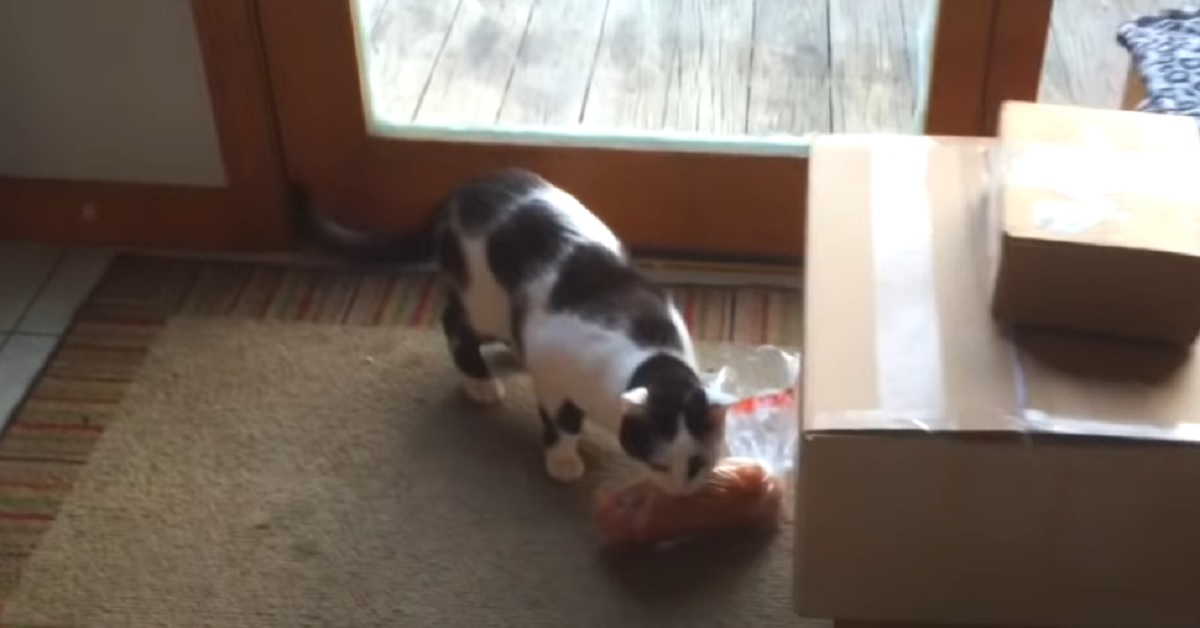 Il gattino ruba una pagnotta di pane, quello che fa appena viene scoperto nel video è assurdo