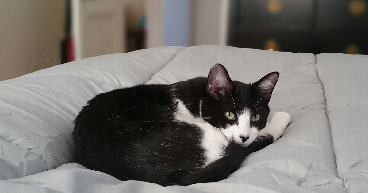 Il gattino sa molto bene come far svegliare subito papà, il suo “doloroso” e buffo metodo in video
