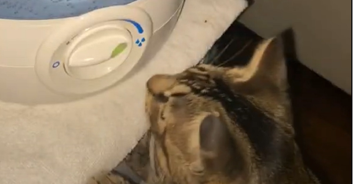 Il gattino curioso si confronta con un umidificatore, la simpatica scena nel video è irresistibile