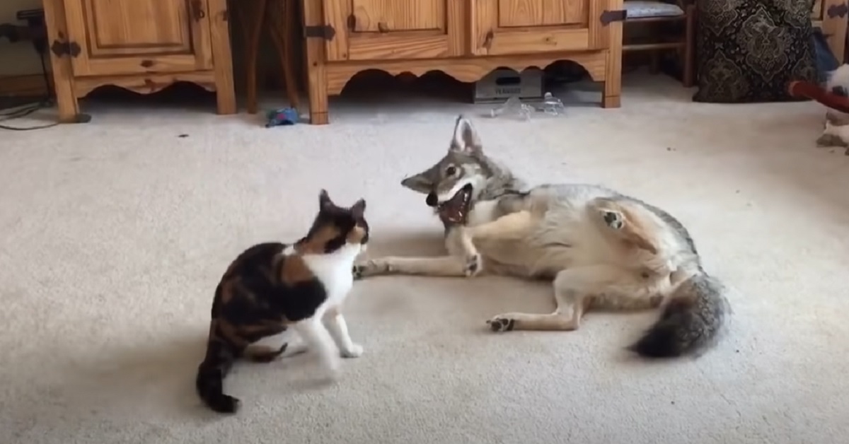 Il gattino si diverte giocando assieme ad un coyote, non crederete ai vostri occhi guardando il video