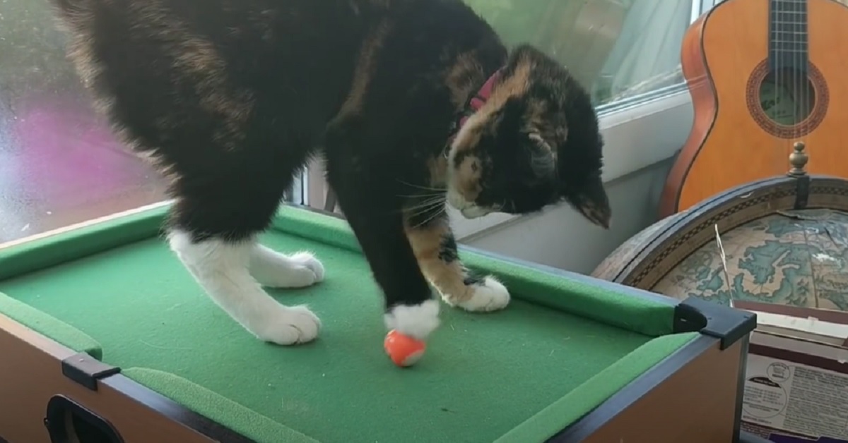 Il gattino si mette a giocare a biliardo, tutto il suo sorprendente talento in video