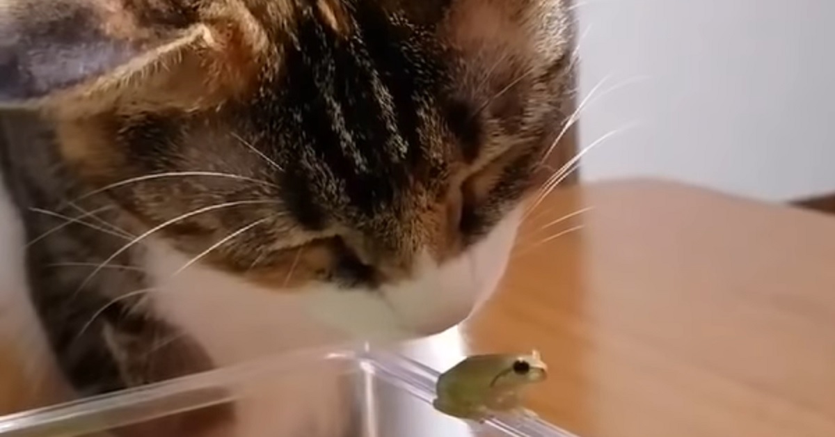 Il gattino si prende cura di una piccola rana, quella nel video è un’autentica dichiarazione d’amore