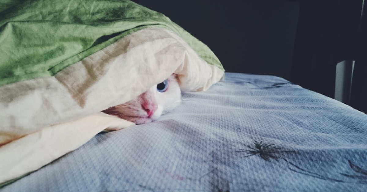 Il gattino si trova sotto le coperte, mamma decide di realizzare un video fantastico del momento