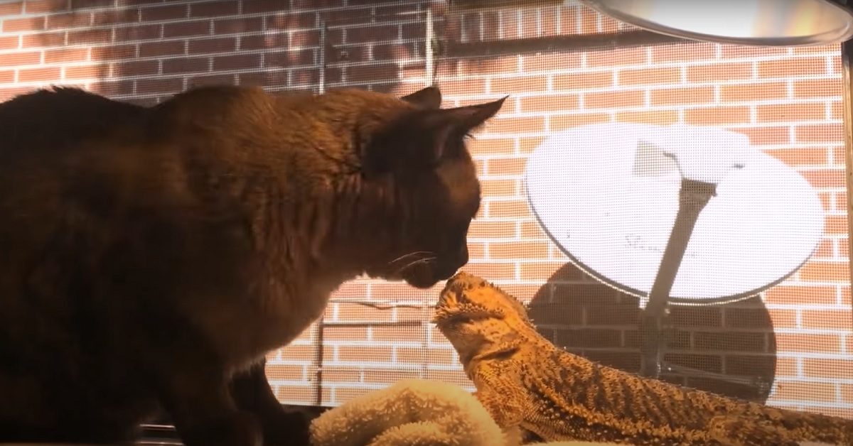 Il gattino Siamese ed il drago barbuto sono uniti da un legame speciale, il video è dolcissimo