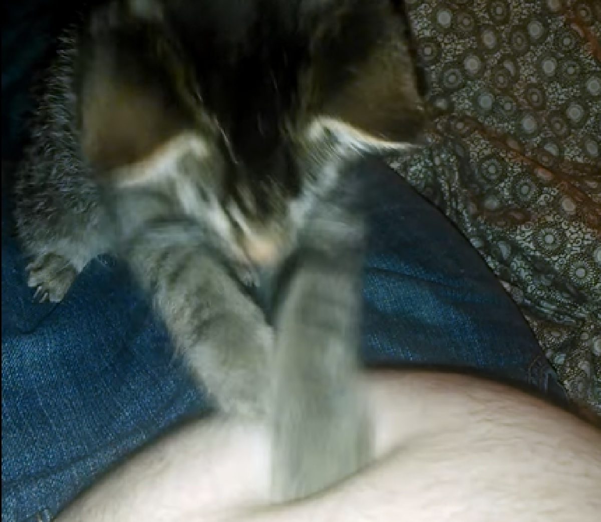 gattino attacca ombelico avversario
