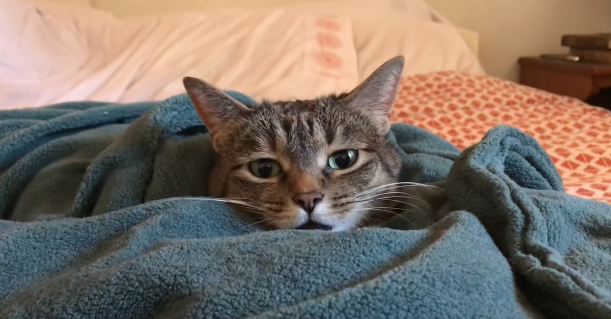 Il gattino Soriano adora le coperte riscaldate, il video è straordinariamente tenero