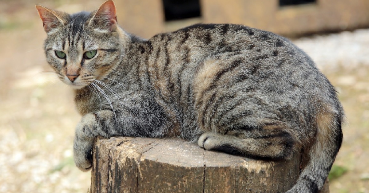 Il gattino Soriano non sopporta affatto la sua coda, il video è super